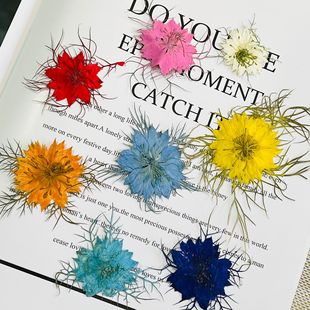Black seed wholesale plant specimen dried flower embossed glue drop dried flower mobile phone case aromatherapy candle flower sticker photo frame