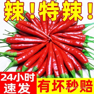 С���������rС�׽�5�ﳯ��t�������߲�����ָ�콷�����߲˰��]