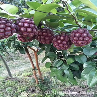 黑老虎树苗布福娜苗种植盆栽爬藤水果树苗血藤果苗带土带叶密多罗