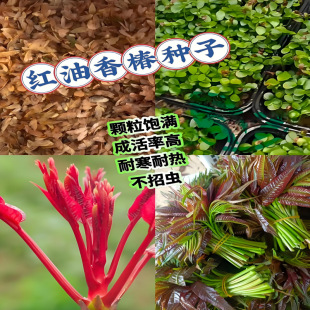 �t���㴻�N�������㴻�N���ļ��׷N�t�~�㴺�N��ѿ�˷N���߲˷N��