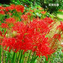 �˰����N������ɳ�A���Լt���Q�\ʯ���N���̨�����ļ��Nֲ�_��