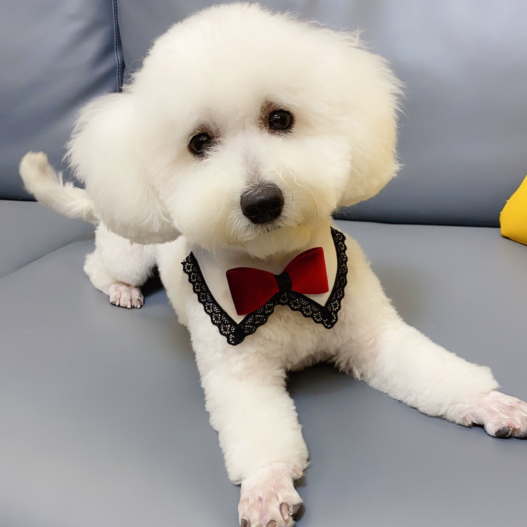 Кошка щенок слюны полотенце треугольник шарф собака шарф маленькая собака Медведь Бомея Тедди собака ювелирные изделия