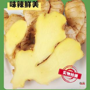山东大姜老姜生姜月子姜风干姜现挖鲜姜新鲜老黄姜包邮-阿里巴巴