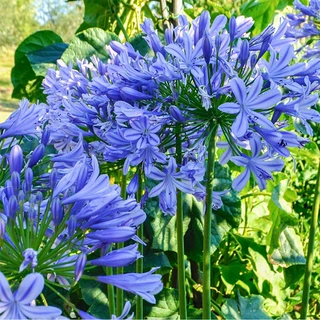 百子莲种球盆栽多年生宿根大苗室内庭院种植四季开花蓝花百子莲花