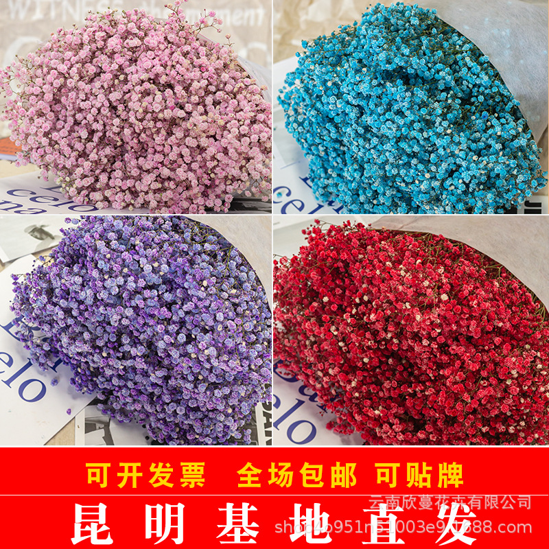 Starry Sky Starry Sky Wholesale Factory Direct Supply Preserved Fresh Flower Dried Flowers Yunnan Dried Flowers Wholesale Real Flowers Dried Flowers