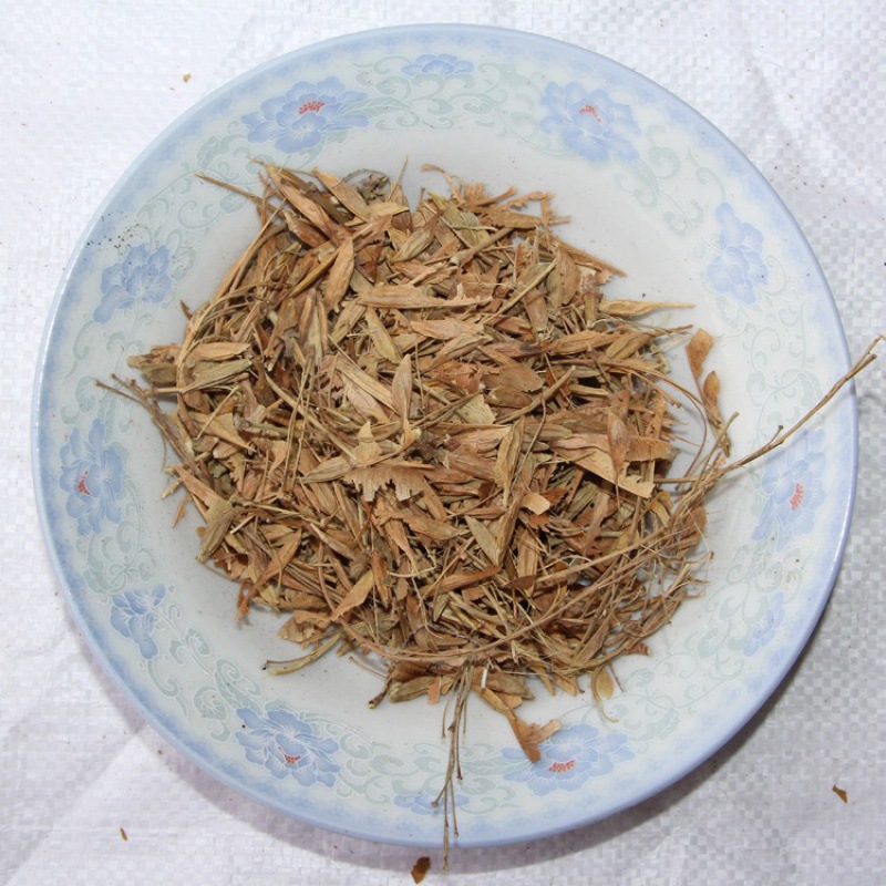 大量批发新采散装金叶复叶槭种子 工程绿化苗木质量好大小树苗
