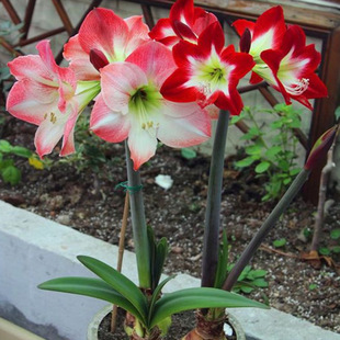 ��피t�N���ļ����Ժ��m��피t��N���^��ֲ�������������N��