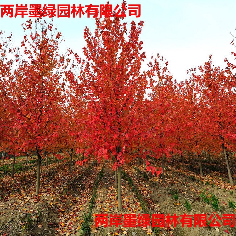 苗圃直销红榉树苗 丛生榉树 大规格行道树榉树 工程苗批发园林绿