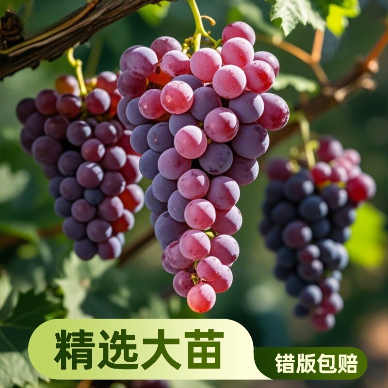 Grape Sum Large Giant Peak Grape Seedling Climbing Vine Sunshine Rose Cold-resistant Sapphire Planting Fruit Tree Fruit Seedling in North and South