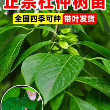 ș�ö��٘���ș�ķNֲ���в�ș�B�N�ᗗͥԺ���Ե��Զ༾�������l