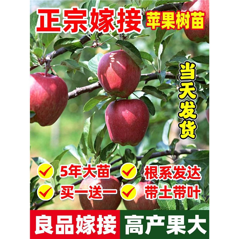 苹果树嫁接果苗南北方盆栽地栽矮化耐寒果树庭院阳台种植当年结果