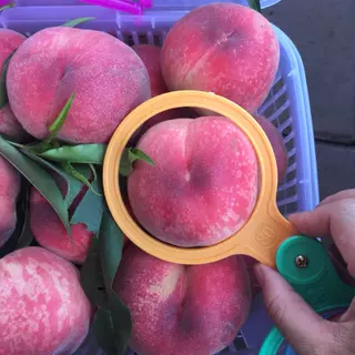 ε单片批发大小测果尺直径圈圈水果分级板量果器梨子柑橘苹果加厚