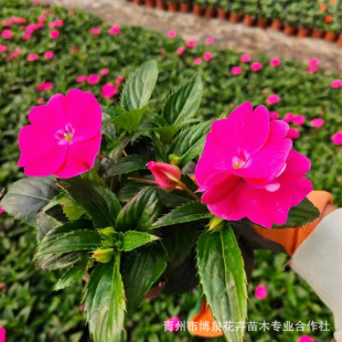 ɣؐ˹�P�ɻ��P�� �@�־G��ֲ�� ����ֲ�� �ر�����ֲ��