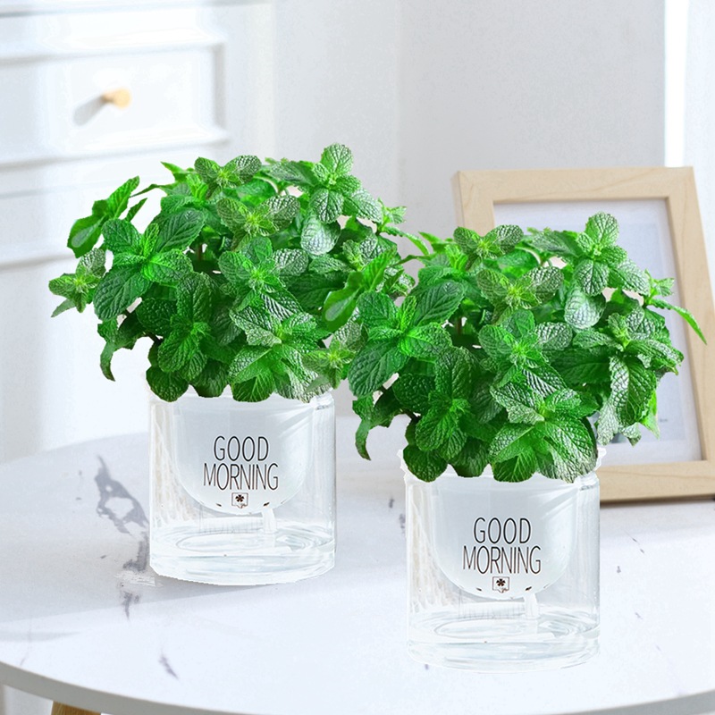 [저렴한 가격 2화분] 엄선된 민트 10개(굿모닝 화분)와 영양비료 무료