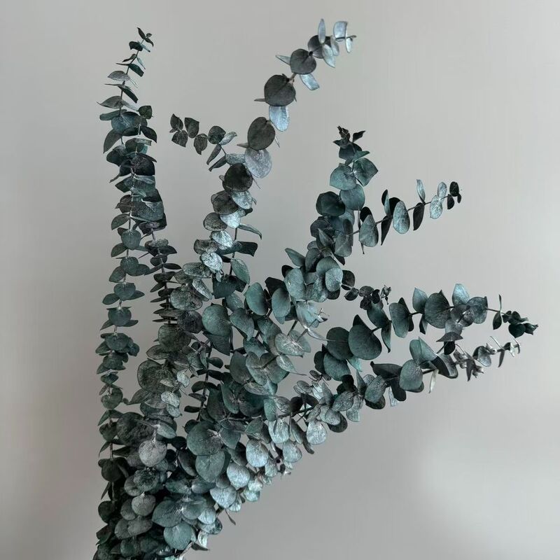 永生千層金松柏ユーカリ葉乾花葉枝配材花束蒲団装飾植物置物花|undefined
