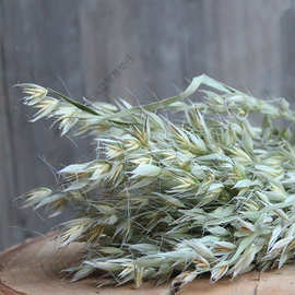 天然干树叶真树叶标本干花diy手工装饰材料包植物书签压花幼儿园