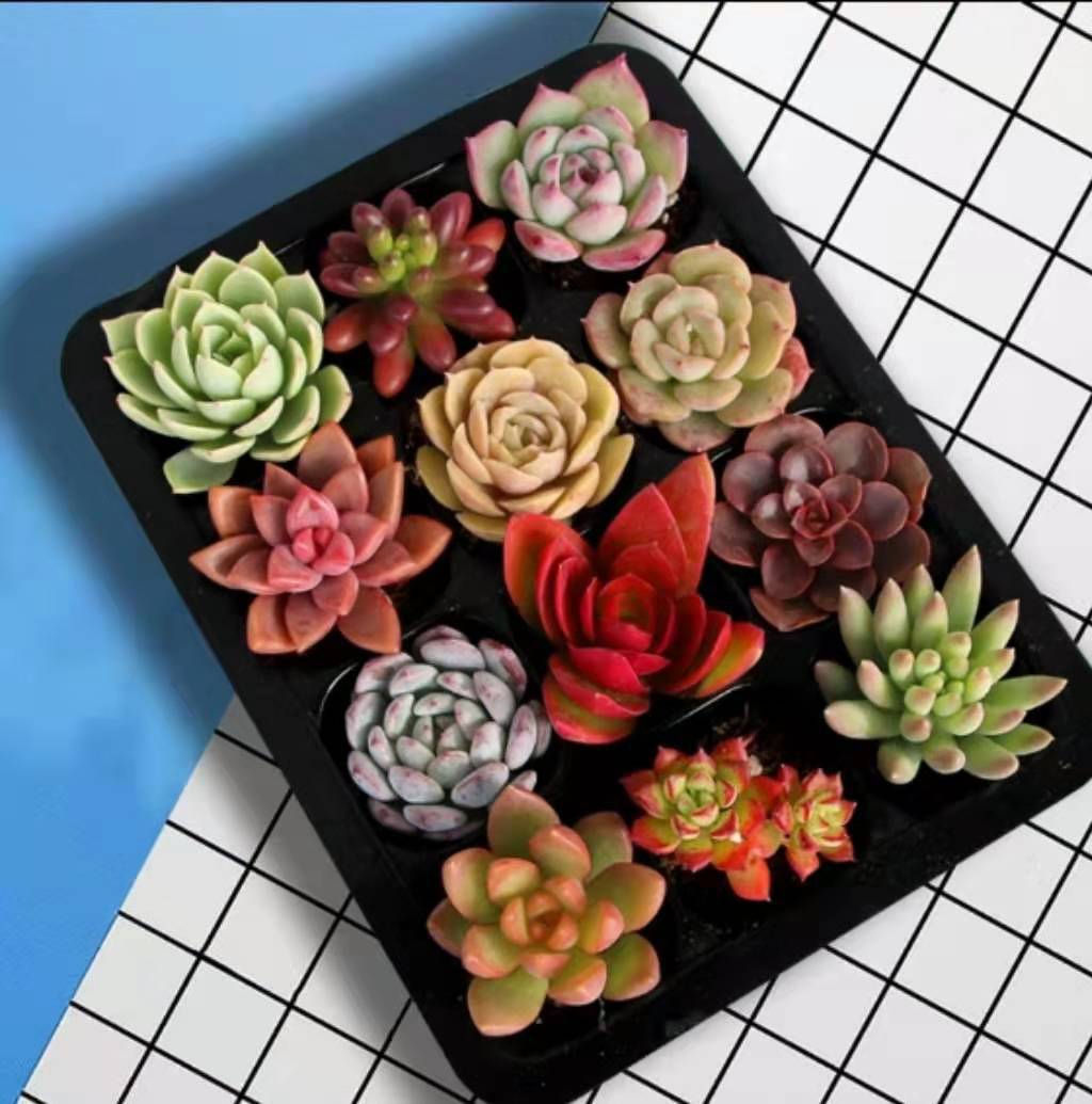 다육식물 12개 트레이(랜덤 품종)