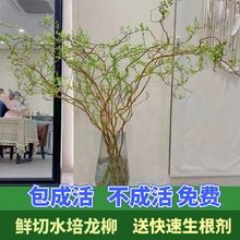 龙柳鲜枝插花客厅落地插水植物易活观叶水培长根家居装饰批发