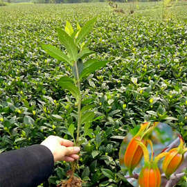 黄桅子苗 重庆黄桅子苗 四川黄桅子苗 贵州黄桅子药材苗批发