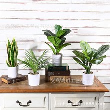 ɻdodoߙnGɫ辰QӴ滨