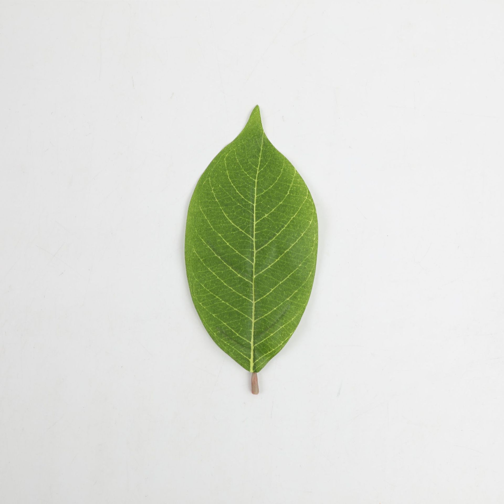 0106 작은 목련잎-녹색