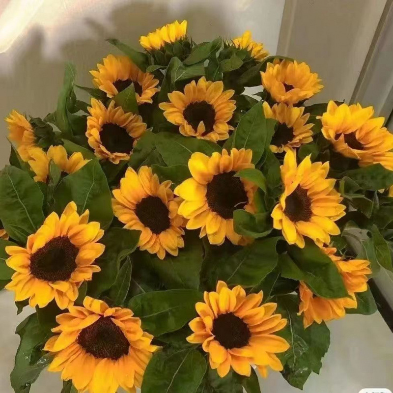 太阳向日葵鲜花基地云南批发直发真花情人节花束用水摆件桔梗