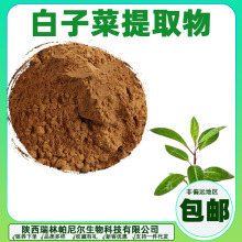 白背三七提取物白子菜 10：1 喷雾干燥 瑞帕现货供应量大可议价