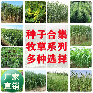 ���ݷN�Ӷ������������K���ݾ��ĲݷNţ���Z�~����ļ����N�͟Ắ