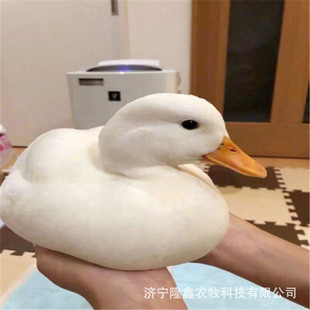 �Ơ����Bֳ���g ����С�S��� ������� � �����r�� ���l����