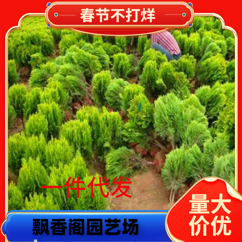 一件代发湖南洒金柏树苗庭院行道绿化苗木洒金柏苗撒金柏树苗扇柏