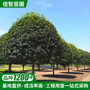 𻨘tɫl߳ɻļ𻨽ҎȫGе𻨘