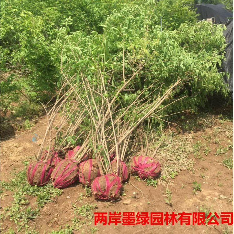 批发 金银木苗 金银木苗价格 忍冬树 抗寒抗旱强