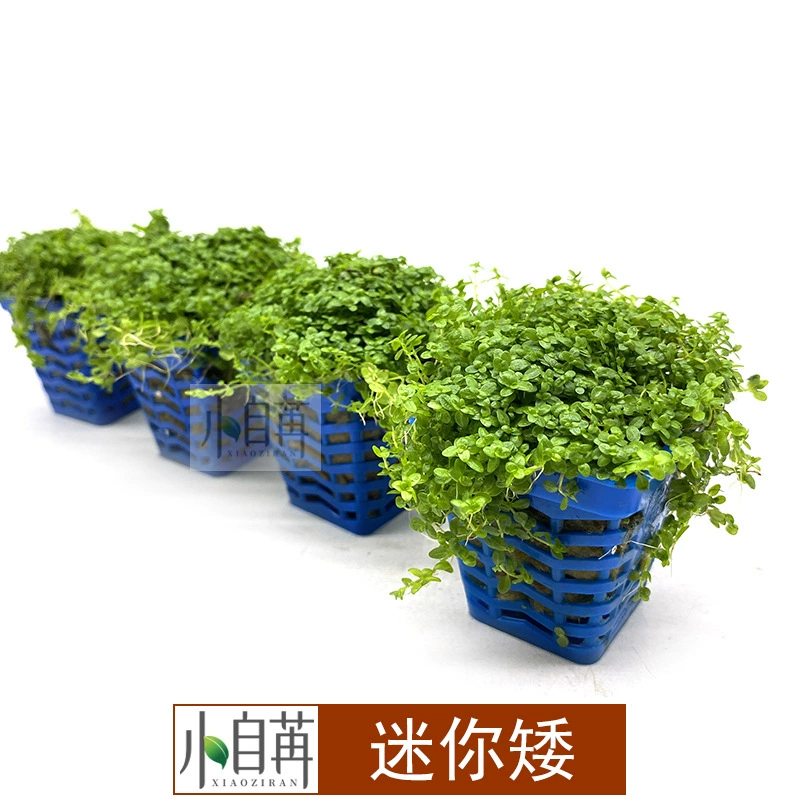 Мини Короткий Жемчуг Водная Трава Живая Оптовая Аквариум Ландшафтный Дизайн Настоящая Водная Трава Украшение Аквариум Декоративный Передний План Трава Газон