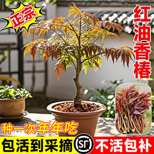 �t���㴻���m����ʳ���㴺�����Ĵ���ѿ�Ϸ������Nֲ�����������