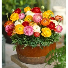 ~ëݢN׷NĵܷN̨ͥԺֲ༾^p