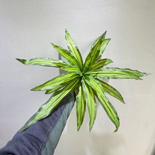 20�~����ľ�����F�쾰�辰�F�~�Ҿ�ֲ��ز��b��~�ӿ��ȵ��b�