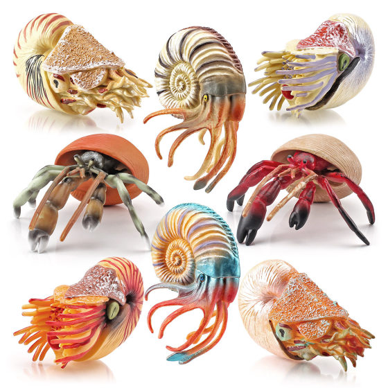Simulation of marine seafloor biological model solid hermit crab Nautilus children's cognitive animal model ornaments