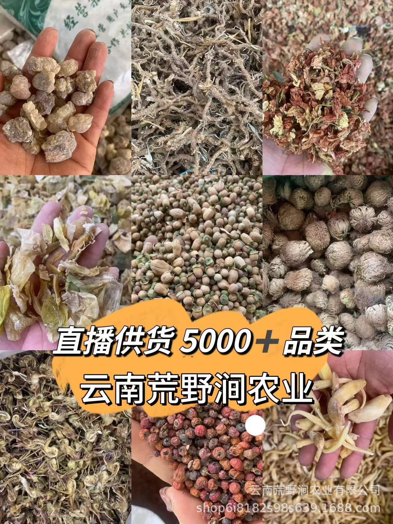 Dried Morel Mushrooms Yang Du Jun Morchella Gift Box Wild Yunnan Gourmet Culinary Fungi Holiday Gift Set details