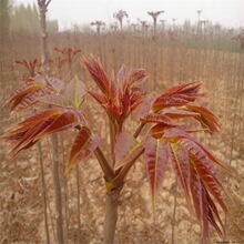 当年采香椿芽大棚香椿占地红油香椿树批发果树当年可食用香椿树苗