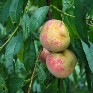 ���Ҙ�������Ҙ�������27̖���ҳ�����33-20�S���Ϸ�ͥԺ�Nֲ