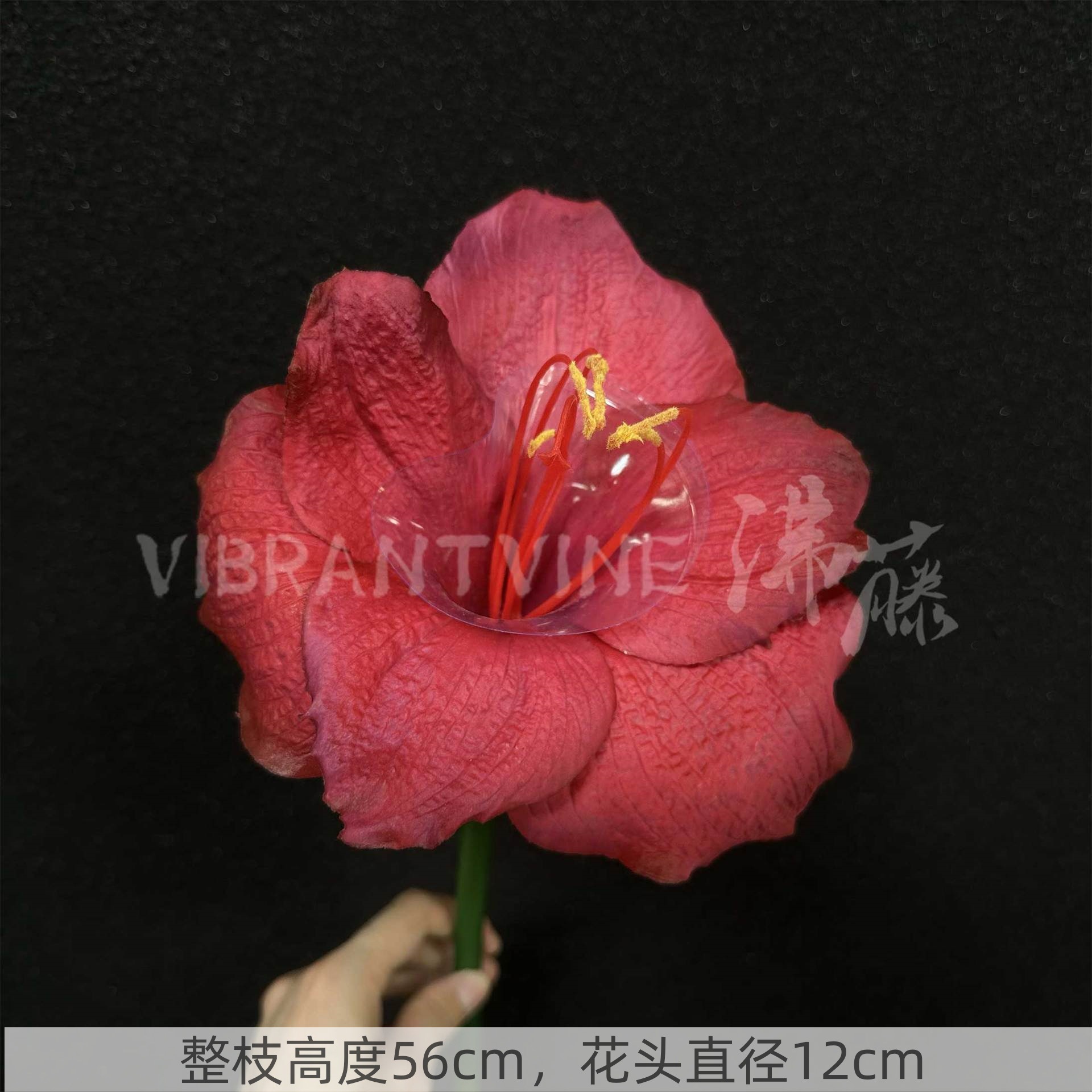 Rose pink feel clivia