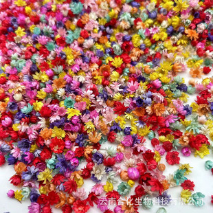 Brazil small star flower head rodless flower diy dried flower mini daisy crystal glue drop decorative filler dried flower head