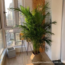 散尾葵大型绿植 凤尾竹 袖珍椰子富贵椰子室内客厅大型北欧风盆栽