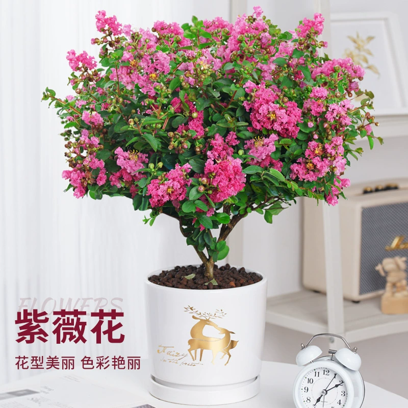 Цветочный горшок вивервьон