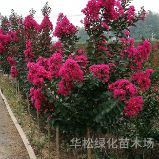 Clustered Crape Myrtle Hundred-Day Red Crape Myrtle Saplings Courtyard Cold-Resistant Flower Greening Project Seedlings Red Rocket Crape Myrtle Tree