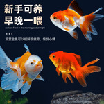 金鱼活鱼不加温冷水鱼观赏鱼淡水鱼活体草金鱼苗小金鱼好养宠物鱼