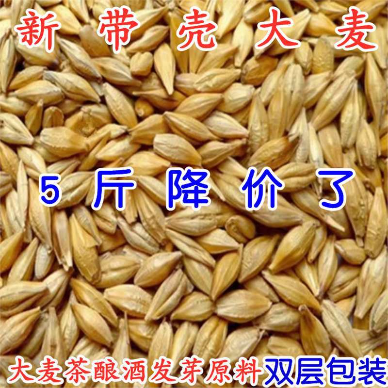 大麦粒农家带壳大麦 发芽 大麦种子2500g酿酒麦芽糖 可做大麦茶