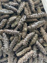 ���������}����  �}�n��ɾƵ꺣�����Sֱ�N���l10-40�^500g