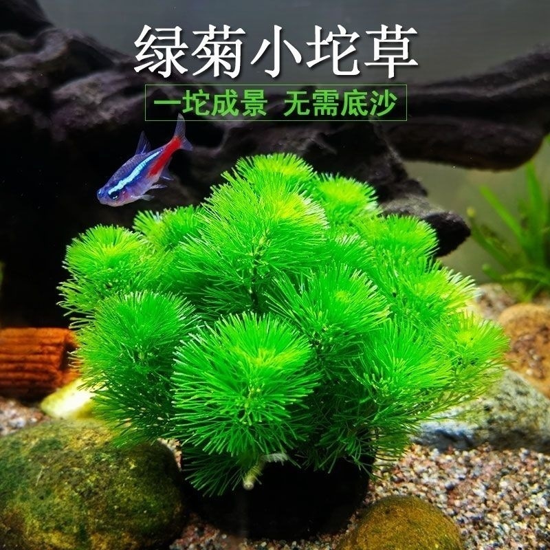 绿菊坨草增氧球形水草一整套斗鱼鱼缸造景无需底砂净化水质|undefined