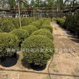 宿根花卉;盆栽;一二年生花卉